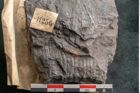 Foto (Detailansicht) von Calamites suckowi Brongniart (NHMW-GEO-2024-0188-11256)